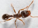Pavement Ant Identification &amp; Prevention  Pavement Ants à Get Rid Of Ticks Elizabeth City Nc