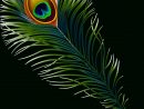 Peacock Feather Png Hd Free concernant Feather Clipart
