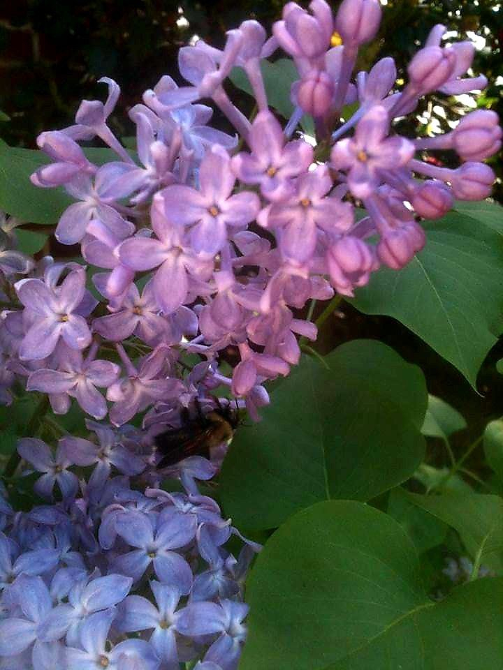 Pin On My Flowers, Trees, &amp;amp; Plants tout When To Prune Rhododendrons In Michigan 