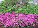 Privacy Plants - A Living Fence For Your Outdoor Area encequiconcerne When To Prune Rhododendrons In Michigan