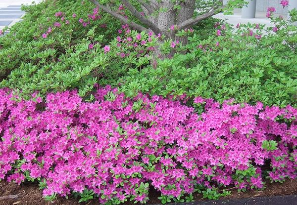 Privacy Plants - A Living Fence For Your Outdoor Area encequiconcerne When To Prune Rhododendrons In Michigan