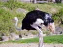 Running Ostrich — Stock Photo © Metalmaus #7368424 concernant Autruche Qui Court