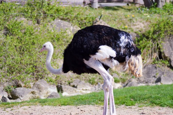 Running Ostrich — Stock Photo © Metalmaus #7368424 concernant Autruche Qui Court