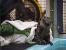 Shark Bites Cant Stop This Resilient Little Sea Otter Pup intérieur Wound Care Near Monterey