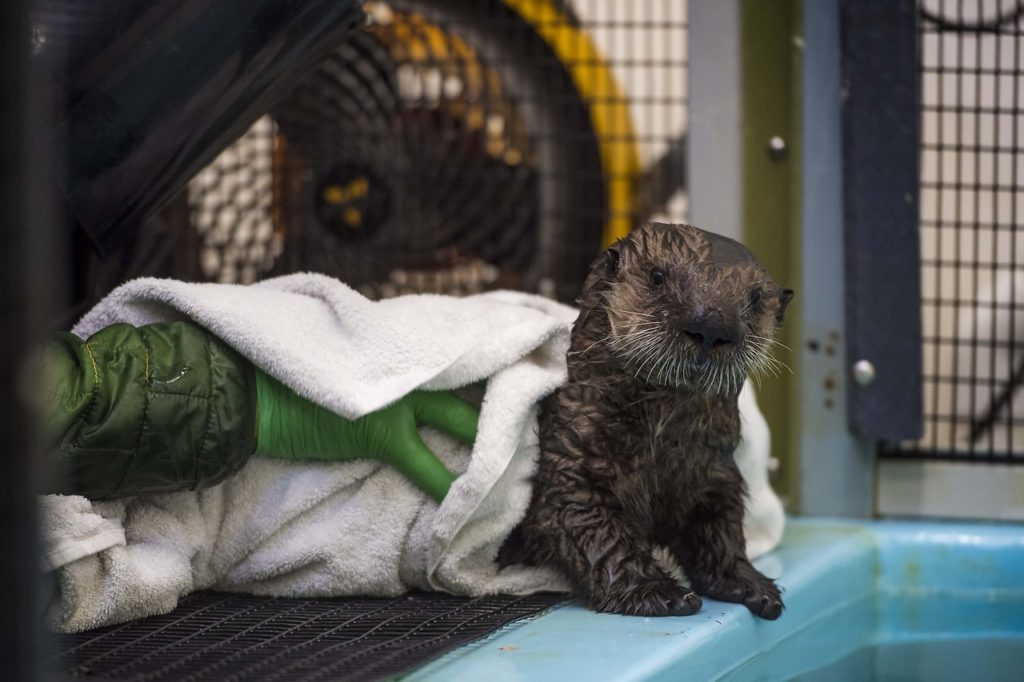 Shark Bites Cant Stop This Resilient Little Sea Otter Pup intérieur Wound Care Near Monterey