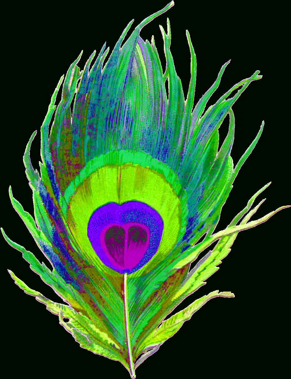 Single Peacock Feathers Clipart 10 Free Cliparts à Feather Clipart