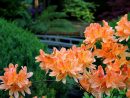 Stroll Garden - Fumio Ueda avec When To Prune Rhododendrons In Michigan