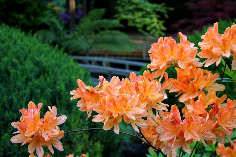 Stroll Garden – Fumio Ueda avec When To Prune Rhododendrons In Michigan