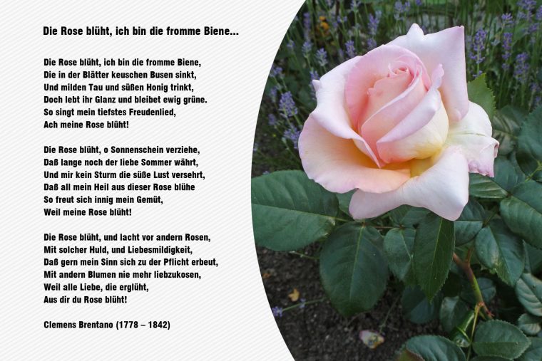 gedicht rose goethe