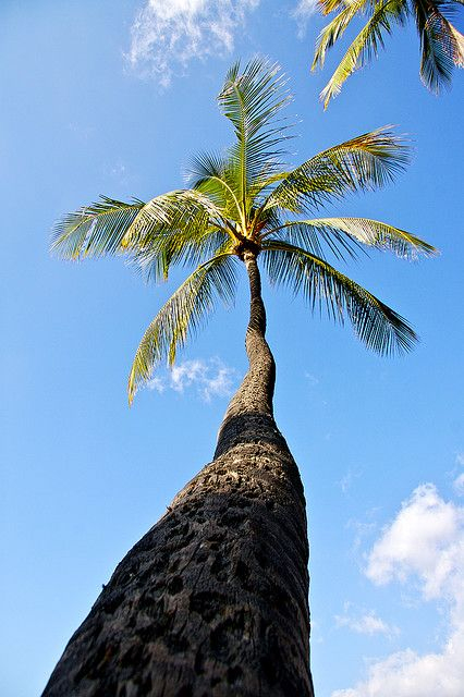 We&amp;#039;Ve Got The Summer  Palm Trees, Tree, Palm avec Belote Gratuite Exoty 