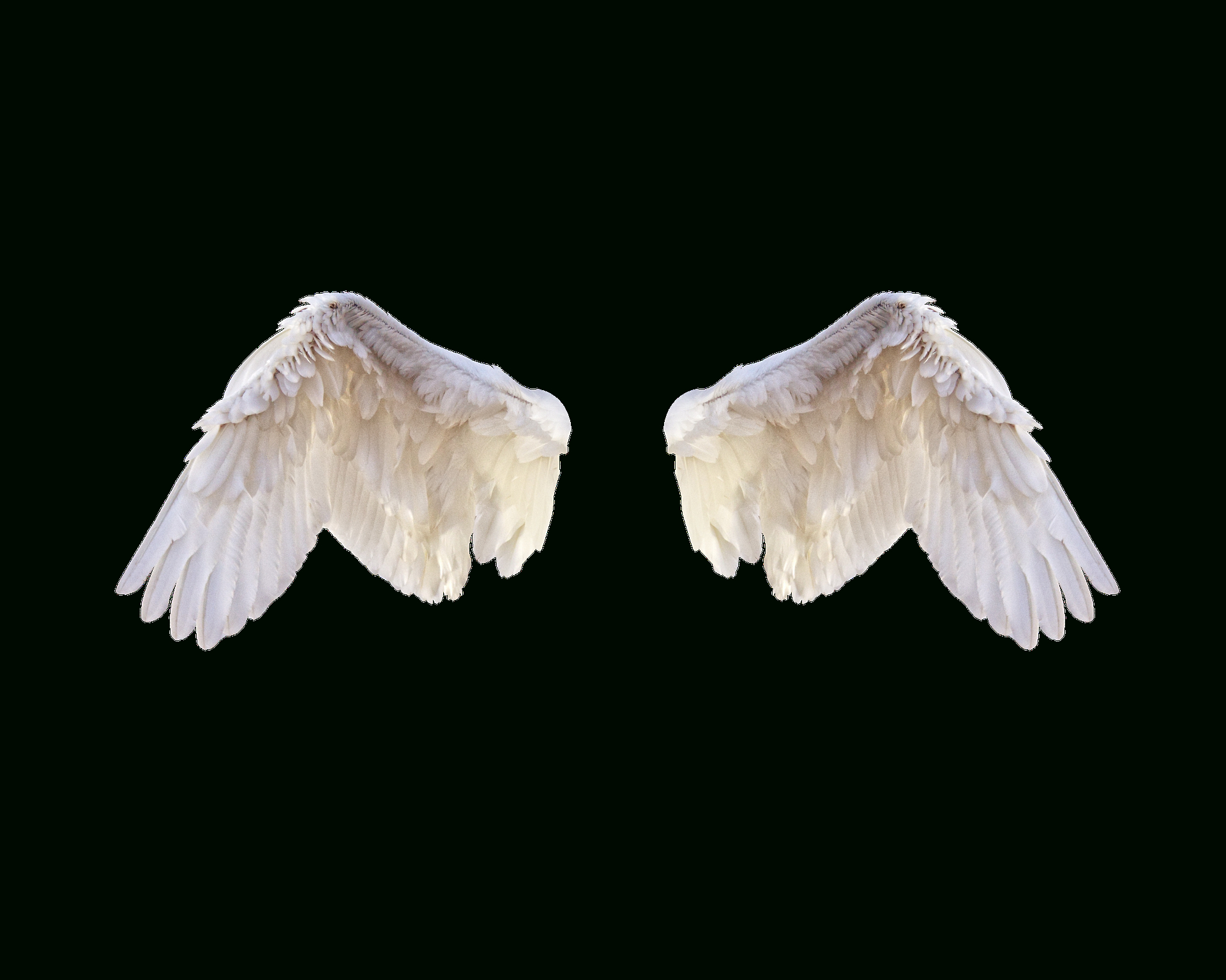 White Wings, Wings, Bird, Feathers, Freedom, Fly, Pngwhite tout Wings Png 