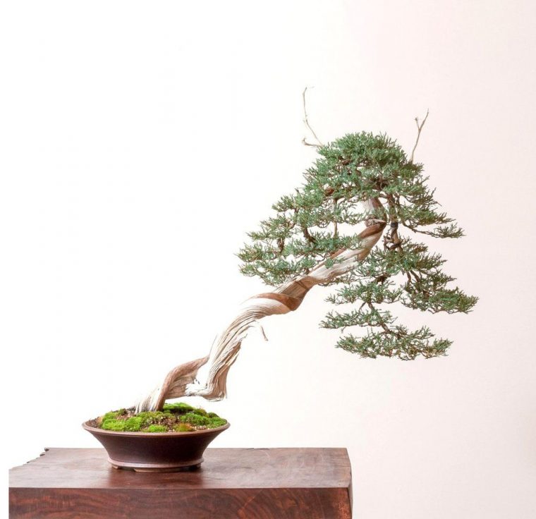 Yamadori Bonsai – The Home Of The Most Extensive avec Yamadori Juniper