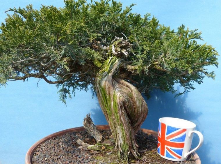 Yamadori Sabina Juniper Bonsai Material  Bonsai, Juniper pour Yamadori Juniper