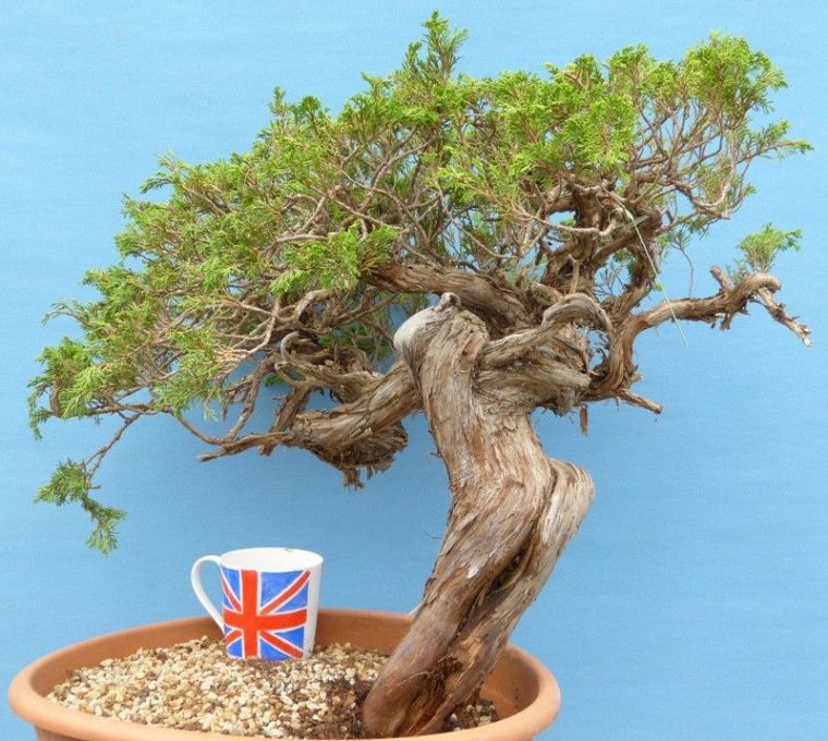 Yamadori Sabina Juniper Bonsai Material  Bonsai, Juniper tout Yamadori Juniper