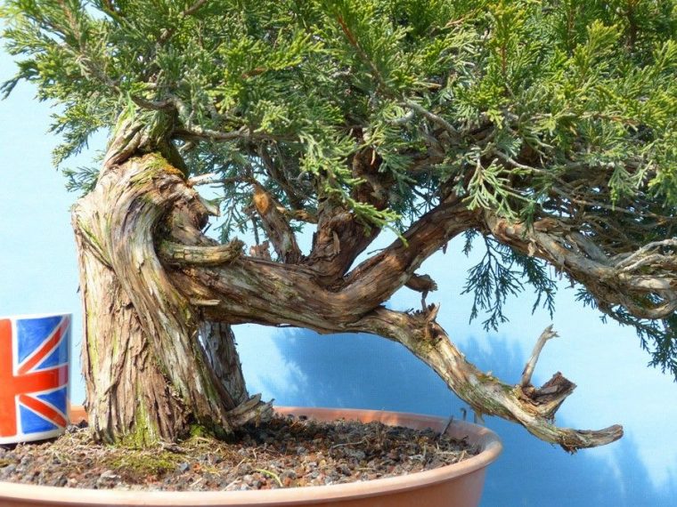 Yamadori Sabina Juniper Bonsai Material  Juniper Bonsai serapportantà Yamadori Juniper