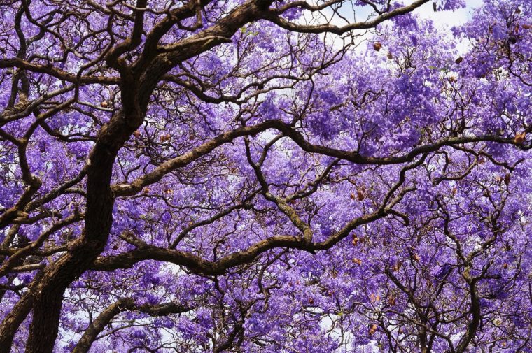 arbre de jardin a croissance rapide