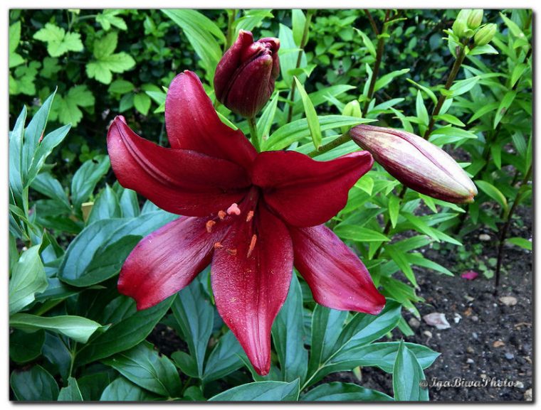 lys de jardin