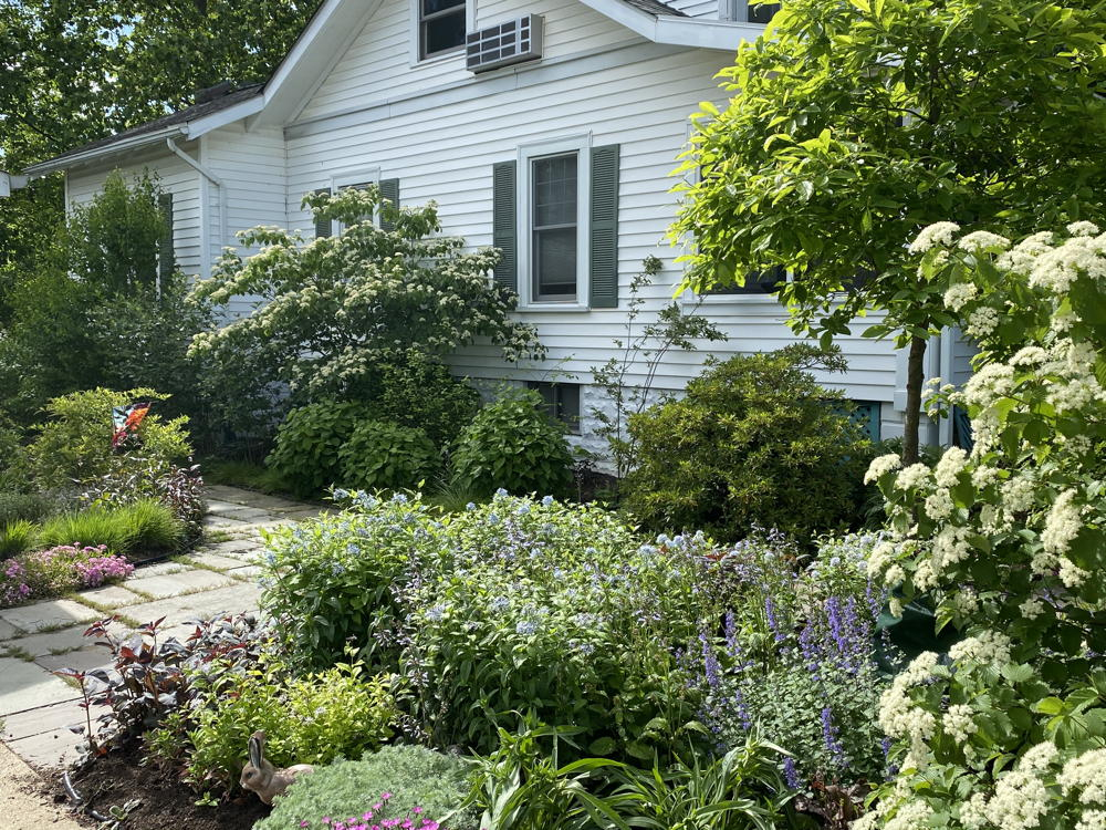 39-Wild Hydrangea, Strawberry Bush, Black Chokeberry avec Pixle Strawberry Bush 