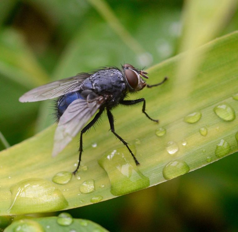 fliege spirituelle bedeutung