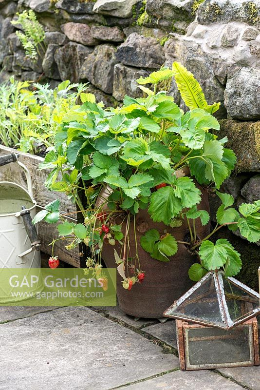 A Terracotta Strawbe Stock Photo By Nicola Stocken serapportantà Pixle Strawberry Bush 