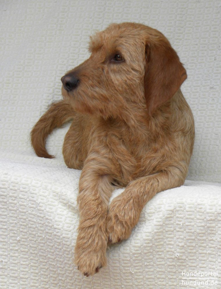 basset fauve de bretagne züchter