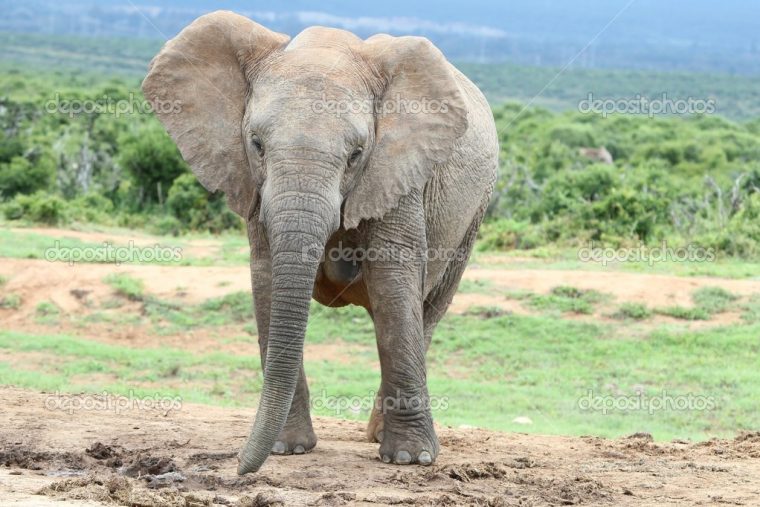 Afrikanischer Elefant-Weiblich — Stockfoto #8214264 avec Femelle De Elephant