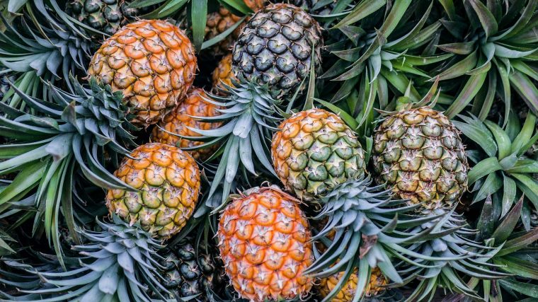 Ananas – Mouvement J'Aime Les Fruits Et Légumes destiné J&#039;Aime Les Fruits Pour Colourer