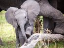 Bonne Nouvelle: Un Éléphanteau Femelle Vient De Naître À avec Femelle De L'Elephant