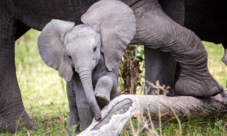 Bonne Nouvelle: Un Éléphanteau Femelle Vient De Naître À avec Femelle De L'Elephant