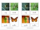 Cartes De Nomenclature - Cycle De Vie Du Papillon Monarque serapportantà Cycle De Vie Chenille