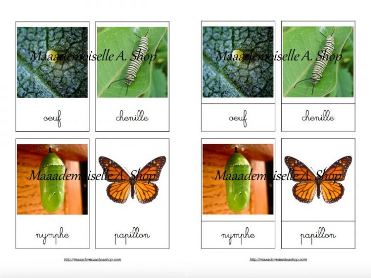 Cartes De Nomenclature – Cycle De Vie Du Papillon Monarque serapportantà Cycle De Vie Chenille