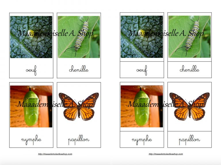 Cartes De Nomenclature - Cycle De Vie Du Papillon Monarque serapportantà Cycle De Vie Chenille 