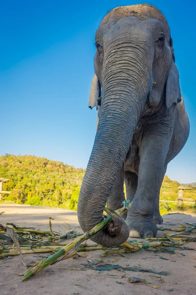 Ci-Dessous Vue D&amp;#039;Une Énorme Belle Éléphant Femelle intérieur Femelle De L&amp;#039;Elephant 