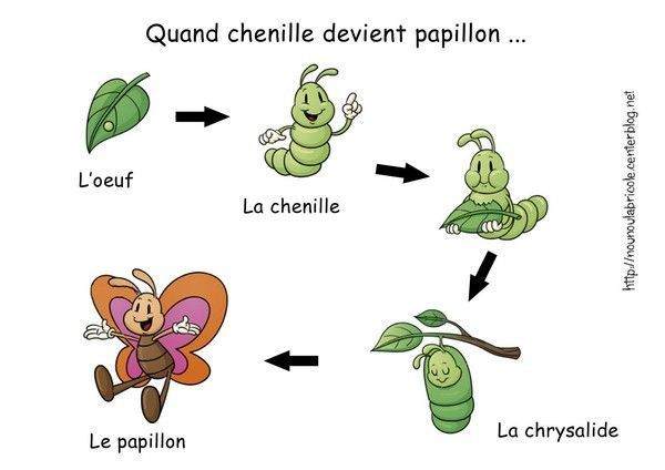 Comment Les Chenilles Deviennent Des Papillons intérieur Cycle De Vie Chenille