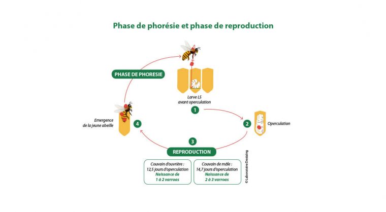 Cycle Biologique – Varroa pour Cycle 1 Le Cycle Du Tetard