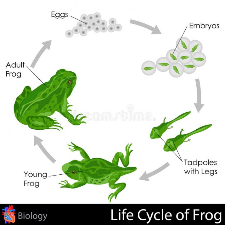 Cycle De Vie De Grenouille Illustration Stock concernant Cycle 1 Le Cycle Du Tetard