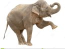 Découpage Femelle De Salutation D'Éléphant D'Asie Image avec Femelle De L&amp;#039;Elephant