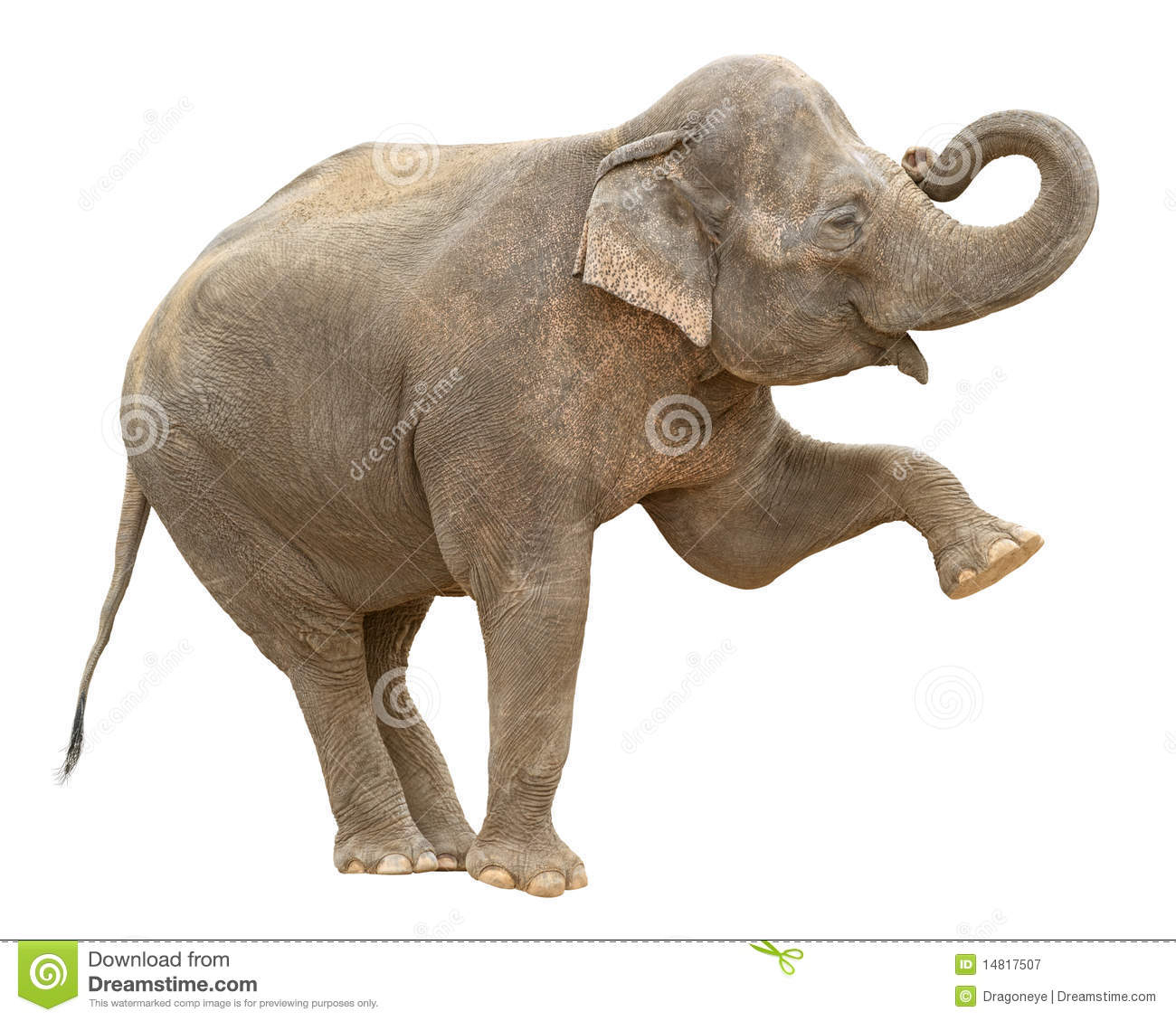 Découpage Femelle De Salutation D&amp;#039;Éléphant D&amp;#039;Asie Image avec Femelle De L&amp;amp;#039;Elephant 