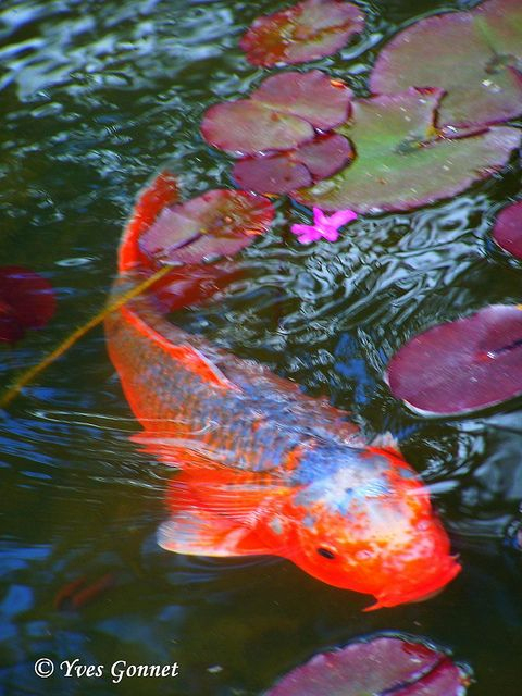 Dessin Et Peinture - Vidéo 961 : Peindre Des Carpes &amp;quot;Koï intérieur Flipper Des Ã©Toiles Oxybul 