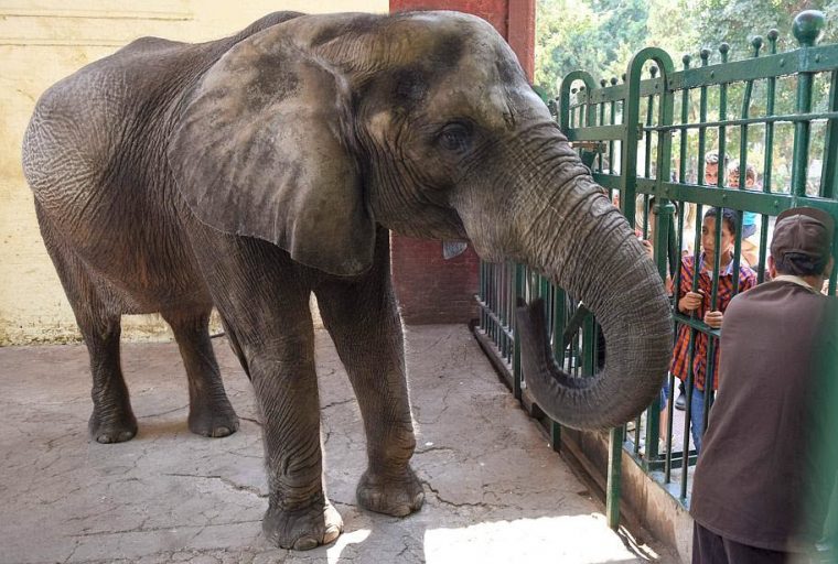 Diaporama. Les Images Qu'Il Ne Fallait Pas Rater Ce Mardi intérieur Femelle De L'Elephant