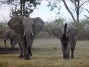 Eléphant D'Afrique - Guide Safari &amp; Photo Eléphant D concernant Femelle De Elephant