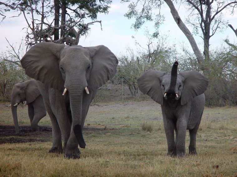 Eléphant D'Afrique – Guide Safari & Photo Eléphant D concernant Femelle De Elephant