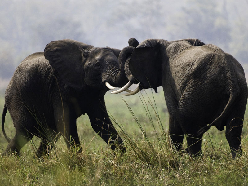 Eléphant D&amp;#039;Afrique - Guide Safari &amp;amp; Photo Eléphant D intérieur Femelle De L&amp;amp;#039;Elephant 