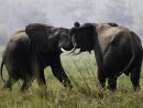 Eléphant D'Afrique - Guide Safari &amp; Photo Eléphant D intérieur Femelle  De L'Elephant Nom