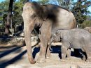 Eléphant D'Asie  Zoo De La Palmyre destiné Femelle De Elephant