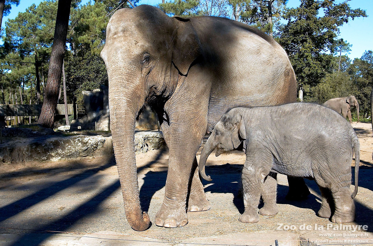Eléphant D&amp;#039;Asie  Zoo De La Palmyre destiné Femelle De Elephant 