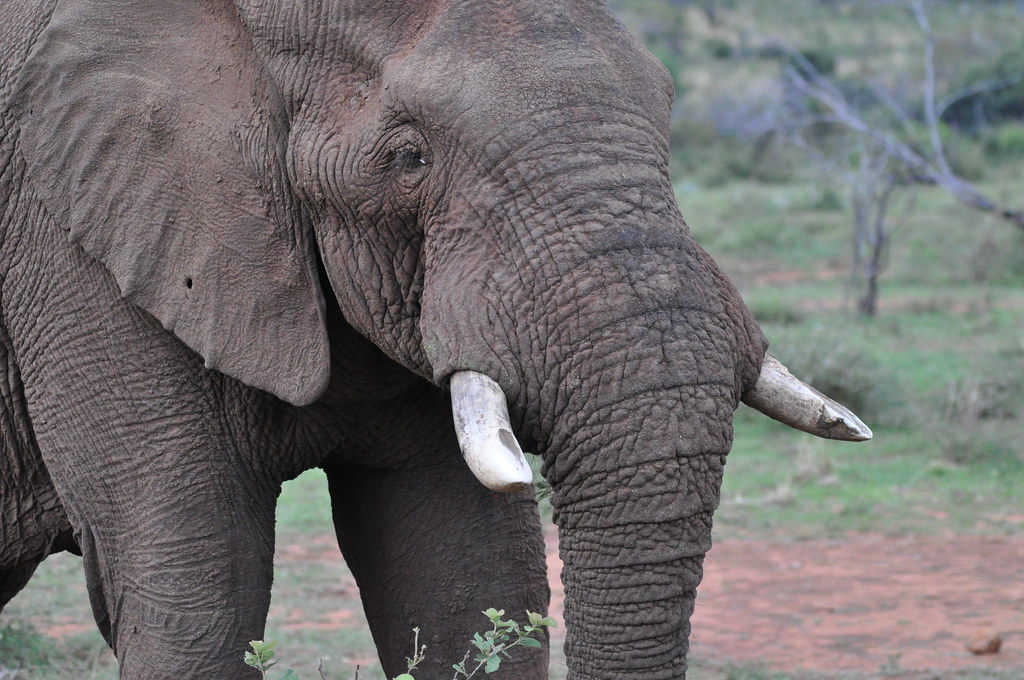 Éléphant  Éléphant Est Un Nom Vernaculaire Ambigu encequiconcerne Femelle  De L'Elephant Nom