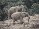 Éléphant  Éléphant Est Un Nom Vernaculaire Ambigu pour Femelle  De L&amp;#039;Elephant Nom