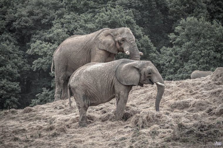 Éléphant  Éléphant Est Un Nom Vernaculaire Ambigu pour Femelle  De L&#039;Elephant Nom