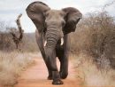 Elephant - Le Blog 100% Voyage Sur Mesure serapportantà Femelle  De L&amp;#039;Elephant Nom